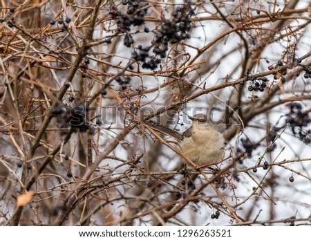 Northern mocking bird perched eating wild elderberries in mid winter, Quebec, Canada.
