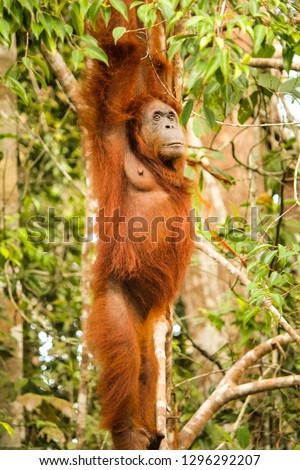 Borneo Orangutan hanging full length from a tree in jungle in Indonesia