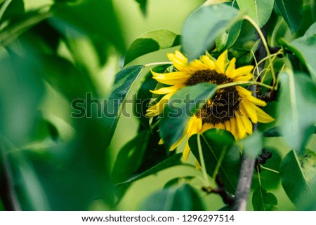 Isolated Sunflower in Garden With Blurred Background and Free Space for Text - Sunny Autumn Day, Abstract, Floral Background