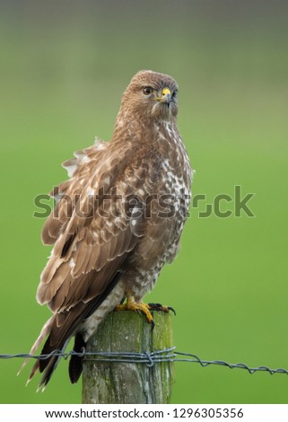 Common buzzard posing on a wooden pole with green nature background 
