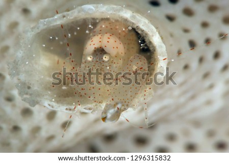 Bryozoan Snapping Shrimp. Picture was taken near Island Bangka in North Sulawesi, Indonesia