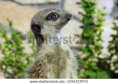 Portrait of a cute meerkat or Suricate, side view. (Suricata suricatta)