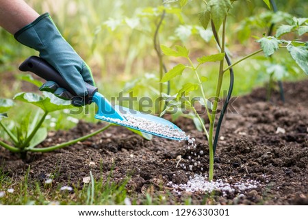 Farmer giving granulated fertilizer to young tomato plants. Gardening in vegetable garden Royalty-Free Stock Photo #1296330301