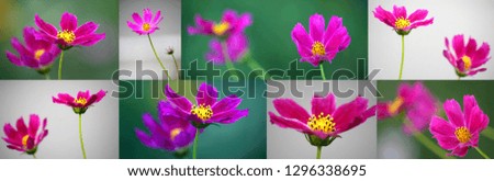 Open flower Dahlia imperialis pink with yellow core on a natural background closeup