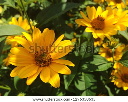 Yellow Rudbeckia flowers in the garden