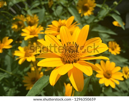 Yellow Rudbeckia flowers in the garden