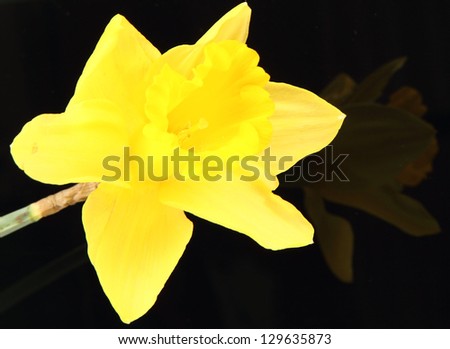 Daffodil on a black background