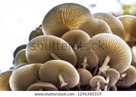 A cluster of toadstools or mushrooms viewed from underneath showing their gills and details