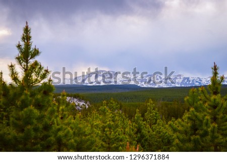Landscape picture of pine trees and mountains from Yellowstone National Park 