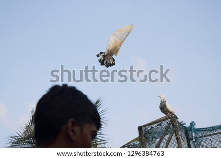 Flying Pigeon with Blue Sky Background 