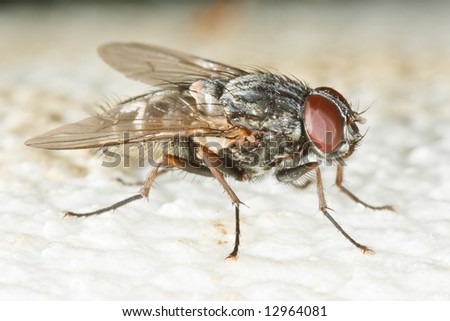 Very detailed close up of housefly head