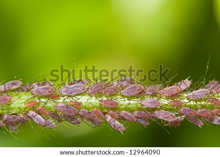 Swarm of lice on plant stamen with green background