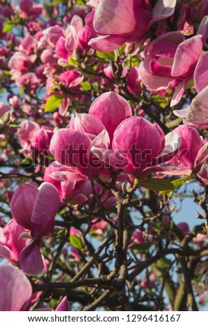 Spring flowers.Magnolias bloom on a tree.Beautiful pink plants grow in the park, in the garden.Warm sunny day.Natural beauty in the city center.A gift for women.Love for spring flowers.
