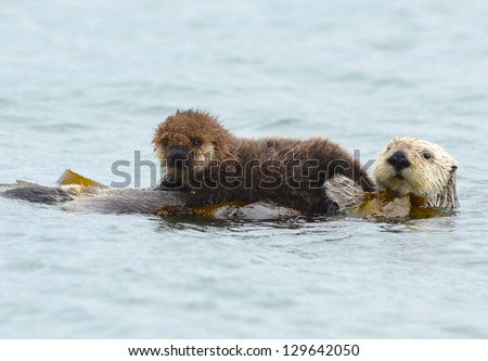 female adult sea otter with infant / baby in the kelp on a cold rainy day in big sur, california, usa