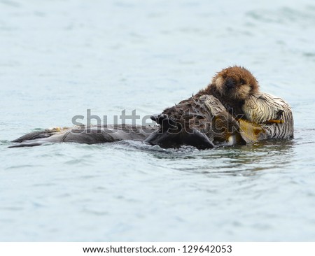 female adult sea otter with infant / baby in the kelp on a cold rainy day in big sur, california, usa