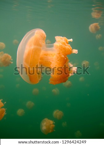 Wonderful underwater world - jellyfish lake, Palau. Underwater photography.        