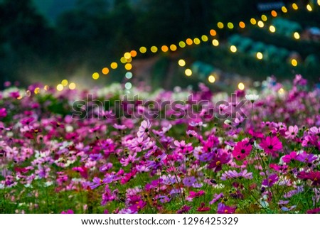 Flowers and Meadows with Bokeh Background on Mon Jam Hill, Chiang Mai, Thailand.