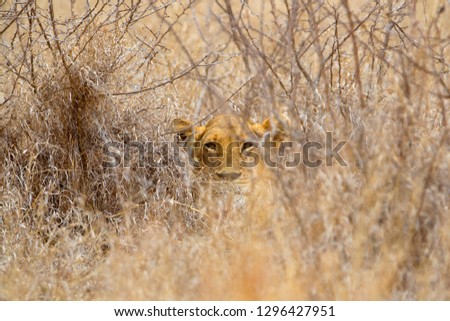 African Lion (Panthera leo), female, in the bush, Kruger National Park, South Africa. 