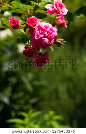 Polyantha roses, small pink roses, free green field for text. Bright sunny day. Great background for the site.