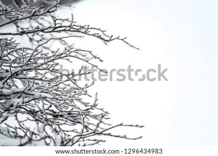 Winter snow tree background
