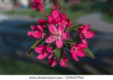 Spring flowers. Beautiful pink plants grow in the park,in the garden.Warm sunny day.Natural beauty in the city center.A gift for women.Love for spring flowers.Bright tree blooming with pink flowers