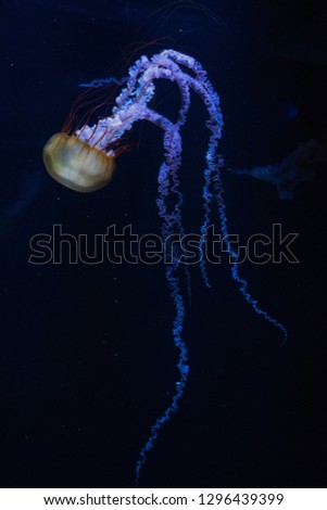 Jellyfish in deep space - Copy Space - Image