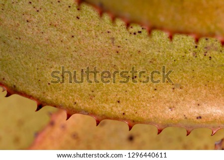 Detail of Mountain Aloe leaf (Aloe marlothii), Kruger National Park, South Africa.