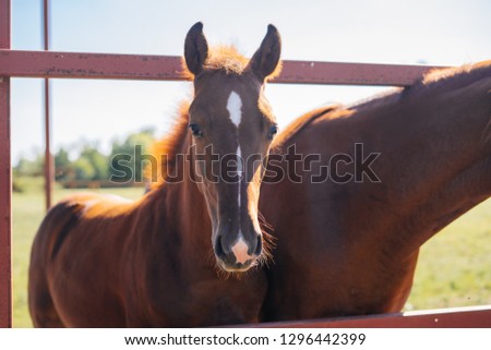 beautiful graceful brown horses and foal in the sun