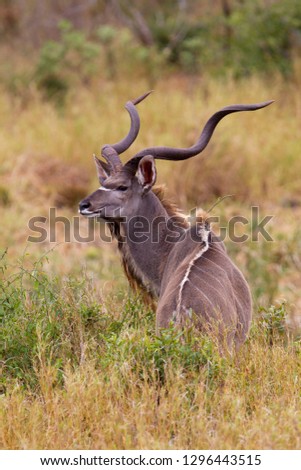 Nyala (Tragelaphus angasii), male, Kruger National Park, South Africa.