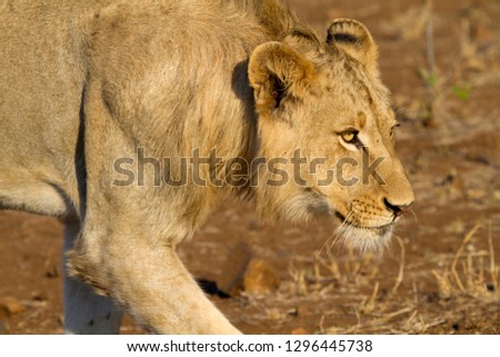 African lion (Panthera leo), young, Kruger National Park, South Africa.