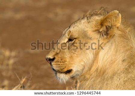 African lion (Panthera leo) - Young, Kruger National Park, South Africa.