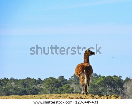 Brown Llama On Top Of A Hill In The Sunshine
