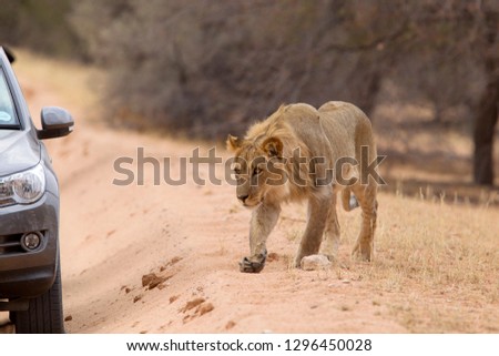 African lion (Panthera leo), young, Kgalagadi Transfrontier Park, Kalahari desert, South Africa.