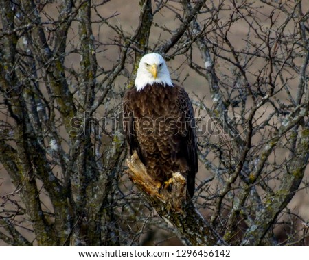 Majestic Bald Eagle perched on a dead tree branch below the dam at Council Grove Reservoir. 