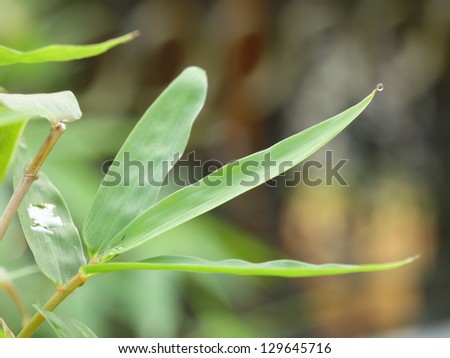 Bamboo leaves natural background