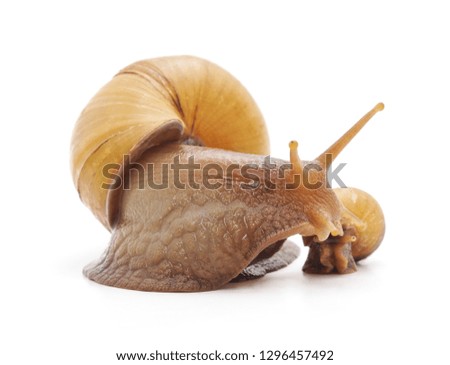 Big and small snails isolated on a white background.