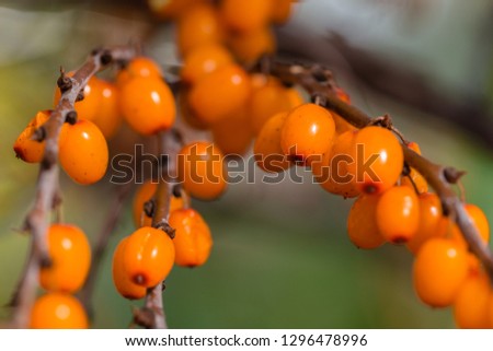 Sea buckthorns berries on a branch