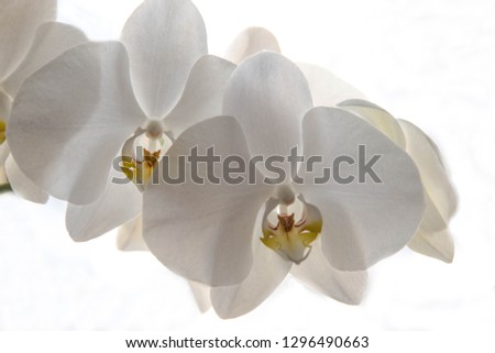 White Orchid Detail Close Up,Beautiful Phalaenopsis Orchid Flower Close up, Bright Background