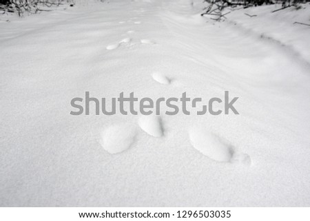 Rabbit’s footprints in the snow