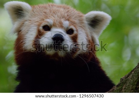 Red Panda face  portrait against green blurred green background. day light.
