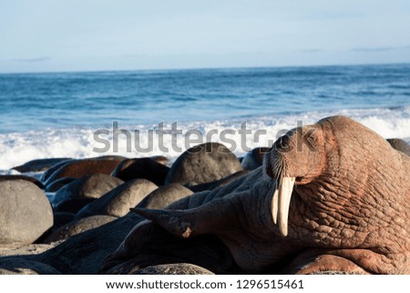 A walrus rests on the rocky beach in Norway