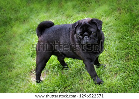Black pug puppy walking on the grass in summer time