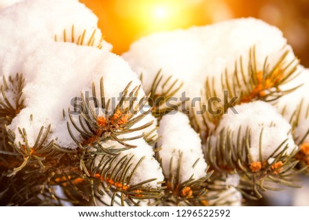 Frosty winter landscape in snowy forest. Pine branches covered with snow in cold winter weather. Christmas background with fir trees and blurred background of winter