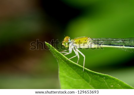 Dragonfly on leaf in nature