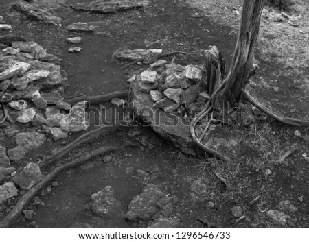 Close-up abstract of tree trunk roots and stones in black and white