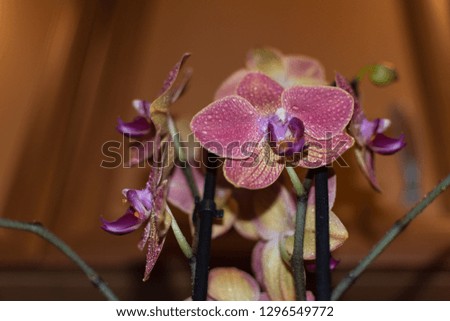 Tiger orchid with colorful flowers and green leaves grown in a pot.