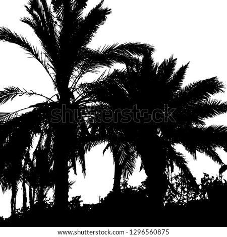 Silhouette of a palm tree. Several palm trees. Palm trees by the sea. Palm leaf Violet silhouette on white. Vector illustration Resort. Exotic. Isolated background