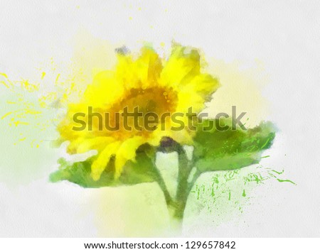 sunflower, watercolor