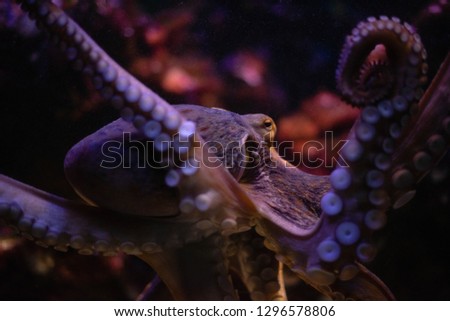 close up octopus (Octopus vulgaris) in the aquarium - Wildlife animal - Image