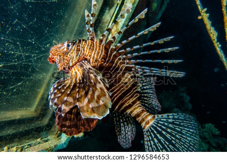 Lion fish in the Red Sea , eilat israel